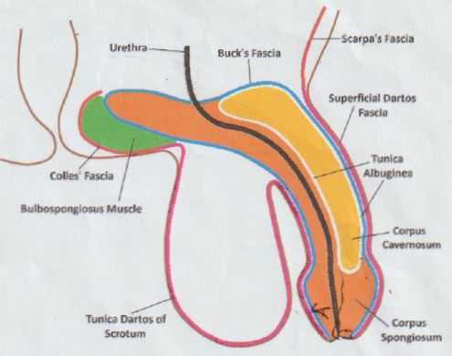 layers of the penis